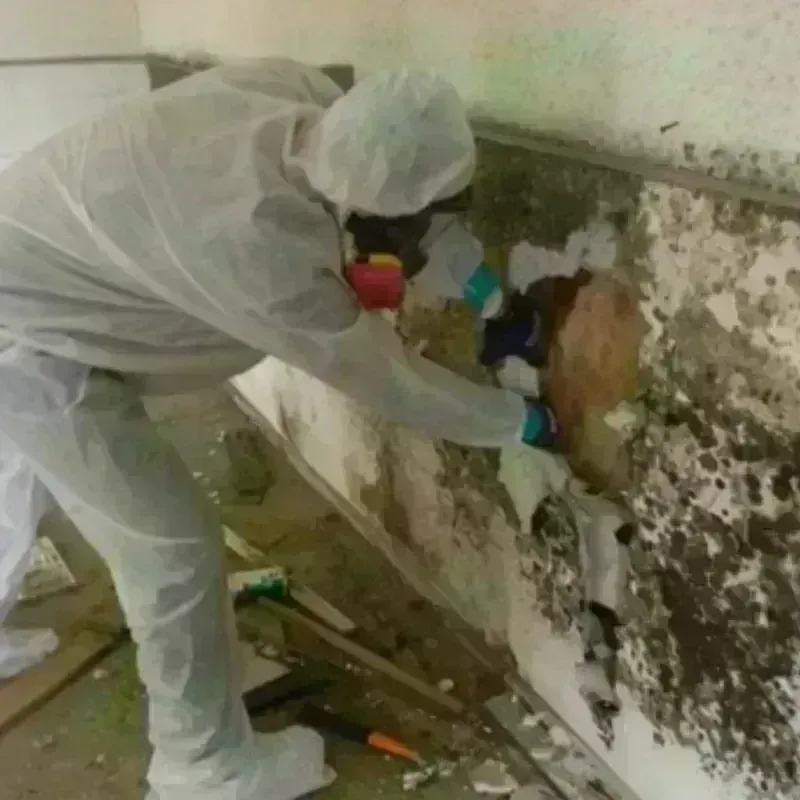 Mold Remediation and Removal in Caban, PR